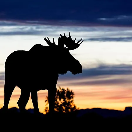 Wildlife Panorama Lofoten * Bostad