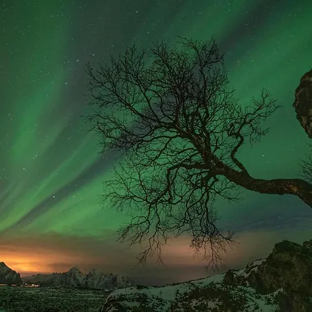 Wildlife Panorama Lofoten Bostad