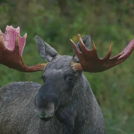 Wildlife Panorama Lofoten