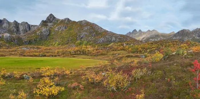 Wildlife Panorama Lofoten Semesterbostad