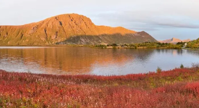 Wildlife Panorama Lofoten *