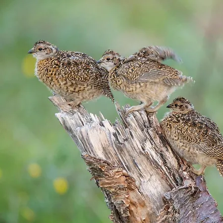 度假居 Wildlife Panorama Lofoten